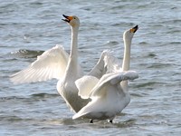 Cygnes chanteurs en appel