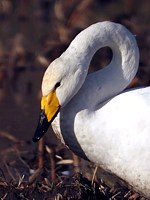 Cygnes chanteurs en appel