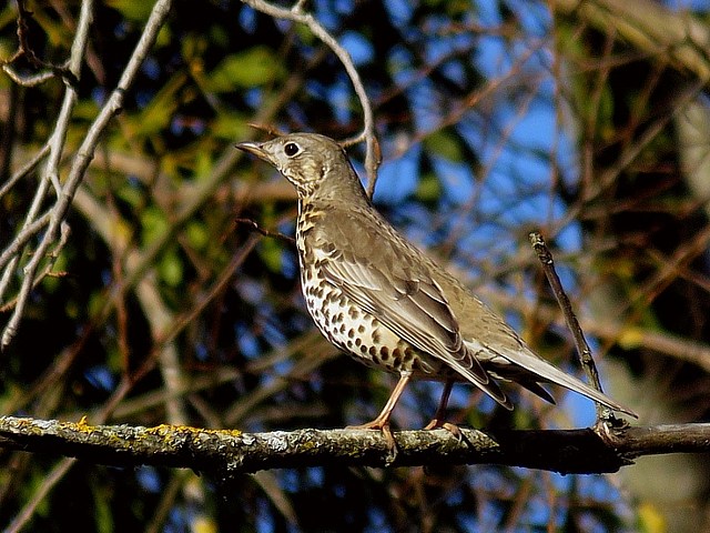 Grive draine, turdus viscivorus