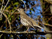 Grive draine, turdus viscivorus