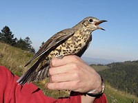 Grive draine baguée