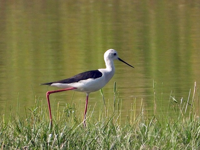 Echasse blanche, himantopus himantopus