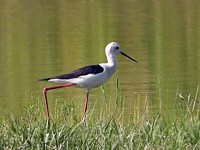 Echasse blanche, himantopus himantopus