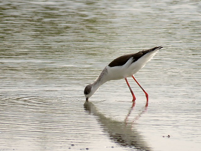 Echasse blanche, himantopus himantopus
