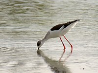 Echasse blanche, himantopus himantopus