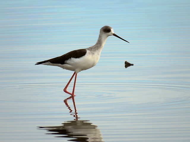 Echasse blanche, himantopus himantopus