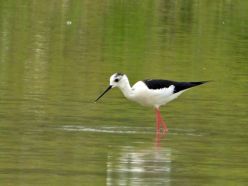 Echasse blanche, himantopus himantopus