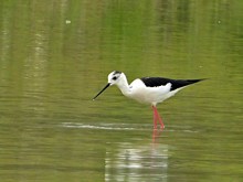 Echasse blanche, himantopus himantopus