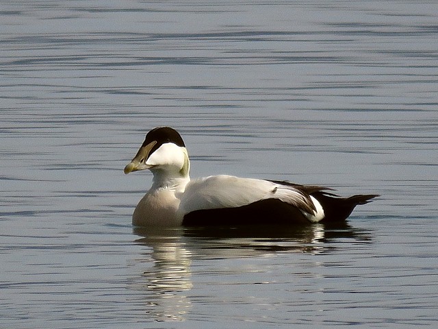 Eider  duvet, somateria molissima