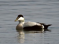 Eider à duvet, somateria molissima