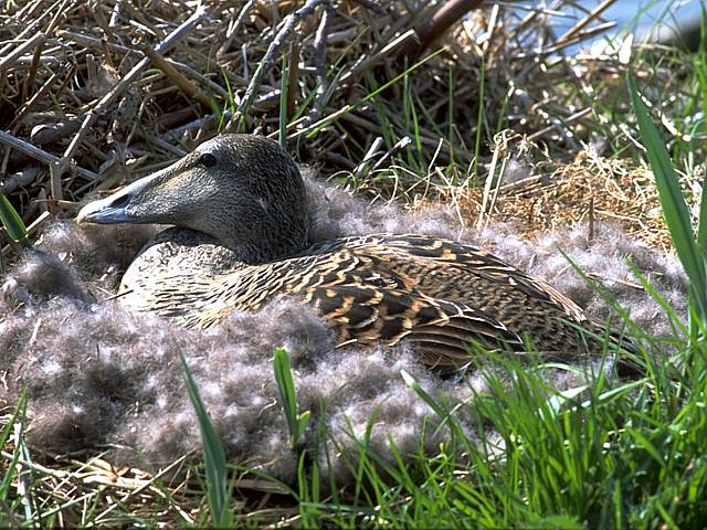 Femelle eider  duvet