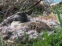 Eider à duvet, femelle