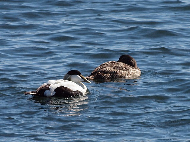 Couple de  eiders  duvet