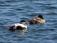 Couple de eiders à duvet