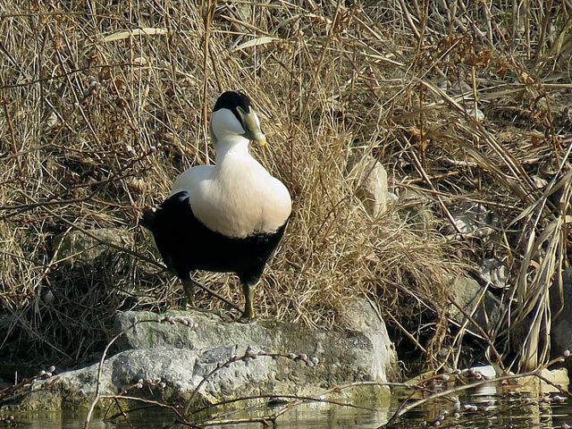 Eider à duvet, somateria molissima