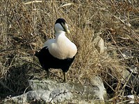 Eider à duvet, somateria molissima