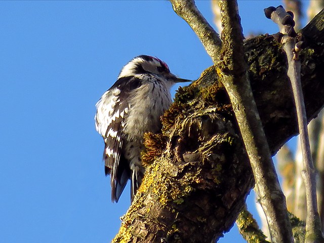 Pic peichette, dendrocopos minor