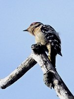 Pic épeichette, dendrocopus minor