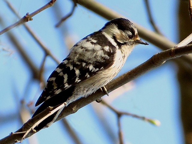 Pic peichette, dendrocopos minor