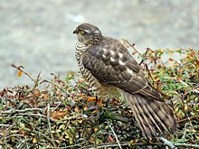 Epervier à l'affût