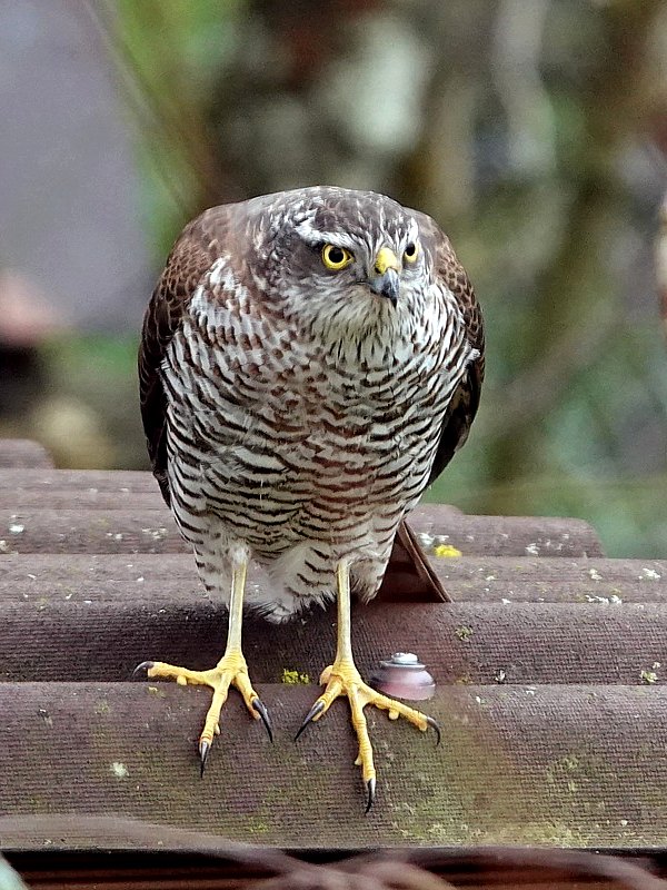 Epervier sur un poteau