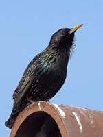 Etourneau sansonnet, sturnus vulgaris