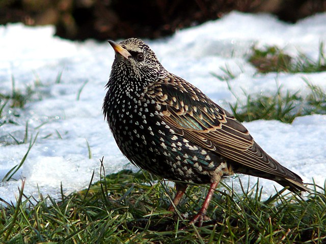 Etourneau sansonnet en hiver, sturnus vulgaris