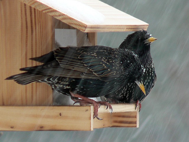 Etourneau sansonnet en hiver, sturnus vulgaris