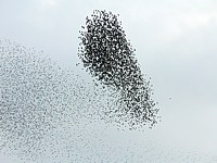 Vol d'étourneaux sansonnets