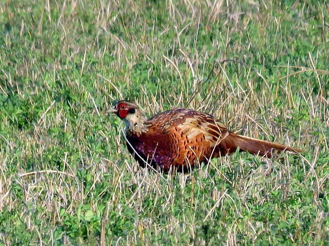 Faisan de Colchide, phasianus colchicus