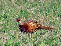 Faisan de Colchide, phasianus colchicus