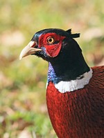 Faisan de Colchide, phasianus colchicus