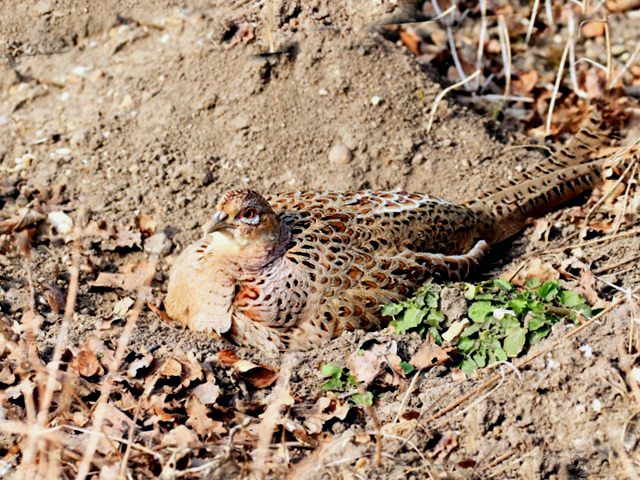 Poule faisane, phasianus colchicus