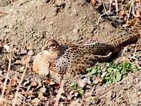 Poule faisane, phasianus colchicus