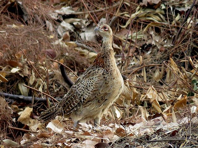 Faisane de Colchide, phasianus colchicus