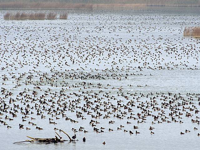 Colonie d'oiseaux au Fanel