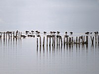 Piquets pour oiseaux