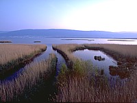 Etendue de roseaux et les îles
