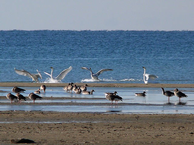 Les bancs de sable du Bas-Lac