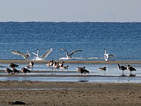 Les bancs de sable