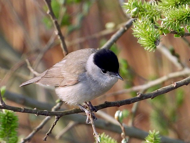 Fauvette à tête noire, sylvia atricipilla