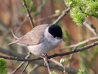 Fauvette à tête noire, sylvia atricipilla