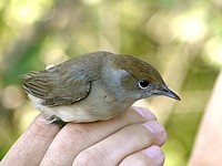 Fauvette baguée