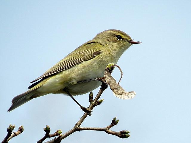 Pouillot fitis, phylloscopus trochilus