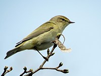 Pouillot fitis, phylloscopus trochilus