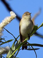 phylloscopus trochilus