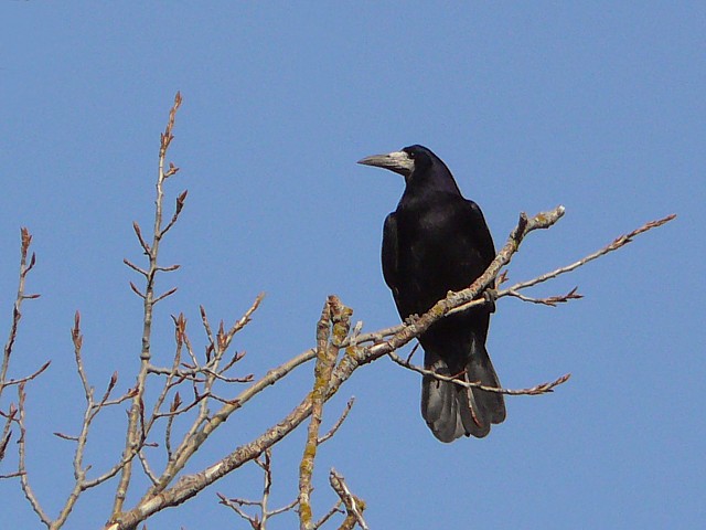 Corbeau freux, corvus frigilegus