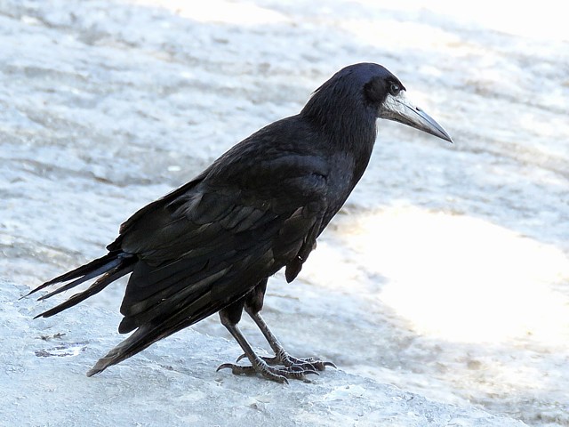 Corbeau freux en ville