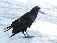 Corbeau freux en ville