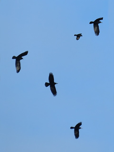 Corbeaux freux en vol